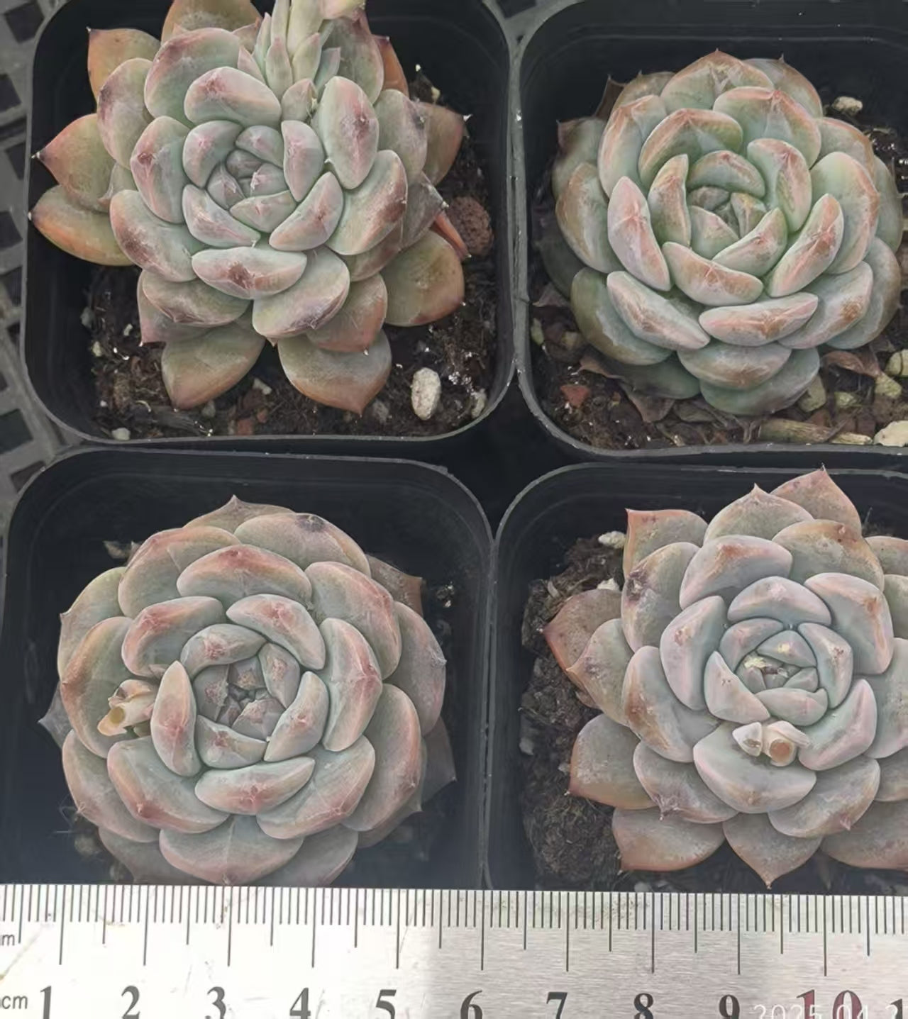 RDD301 シュガークリスタル (5cm pot)