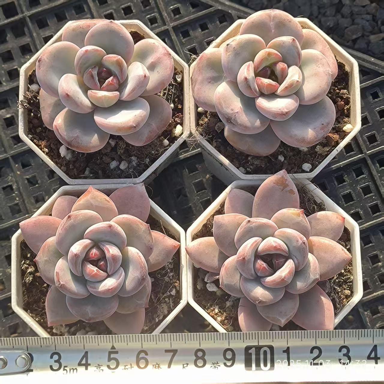 15500 スパーク スノー Hyb(6.5cm pot)