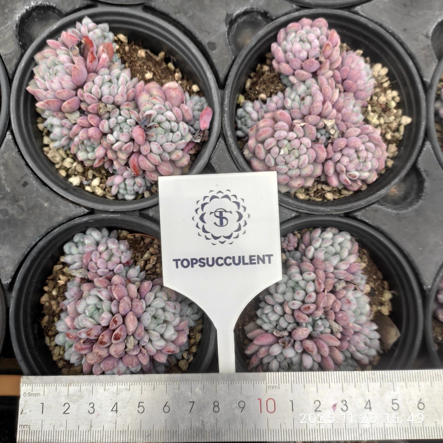 22794 オリジナルアモエナ(9cm pot)