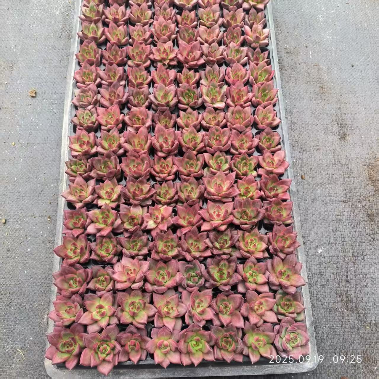 GR420 モンロー×ラウィ(6.5cm pot)