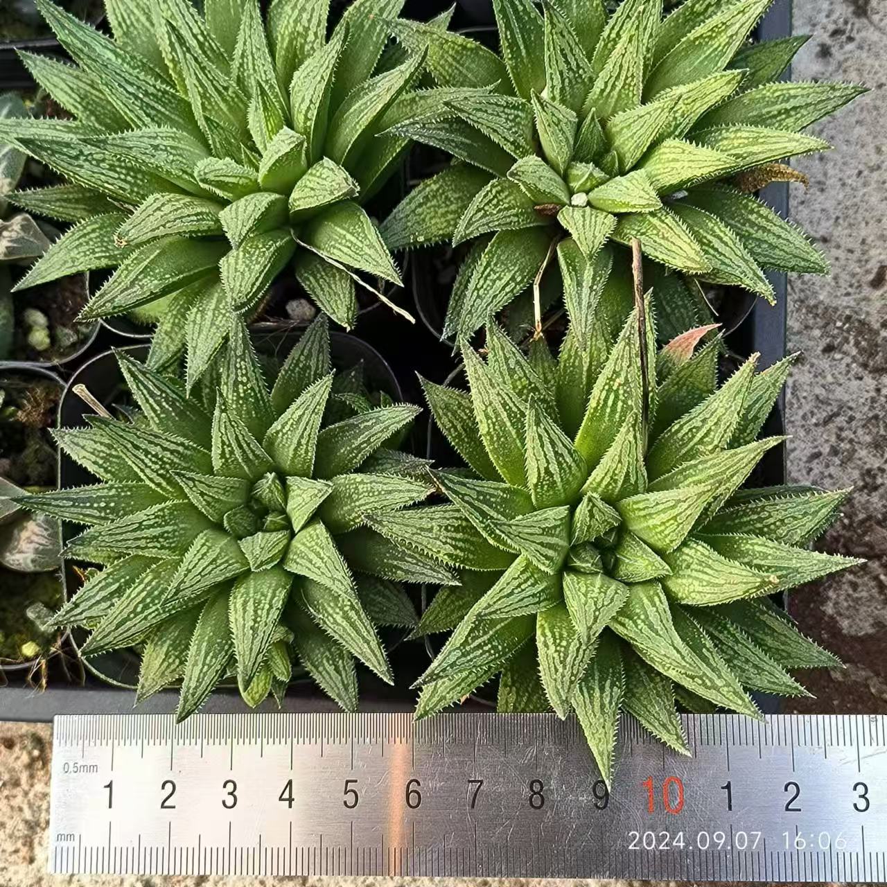 13155 ハオルチア シュガーキャンディー