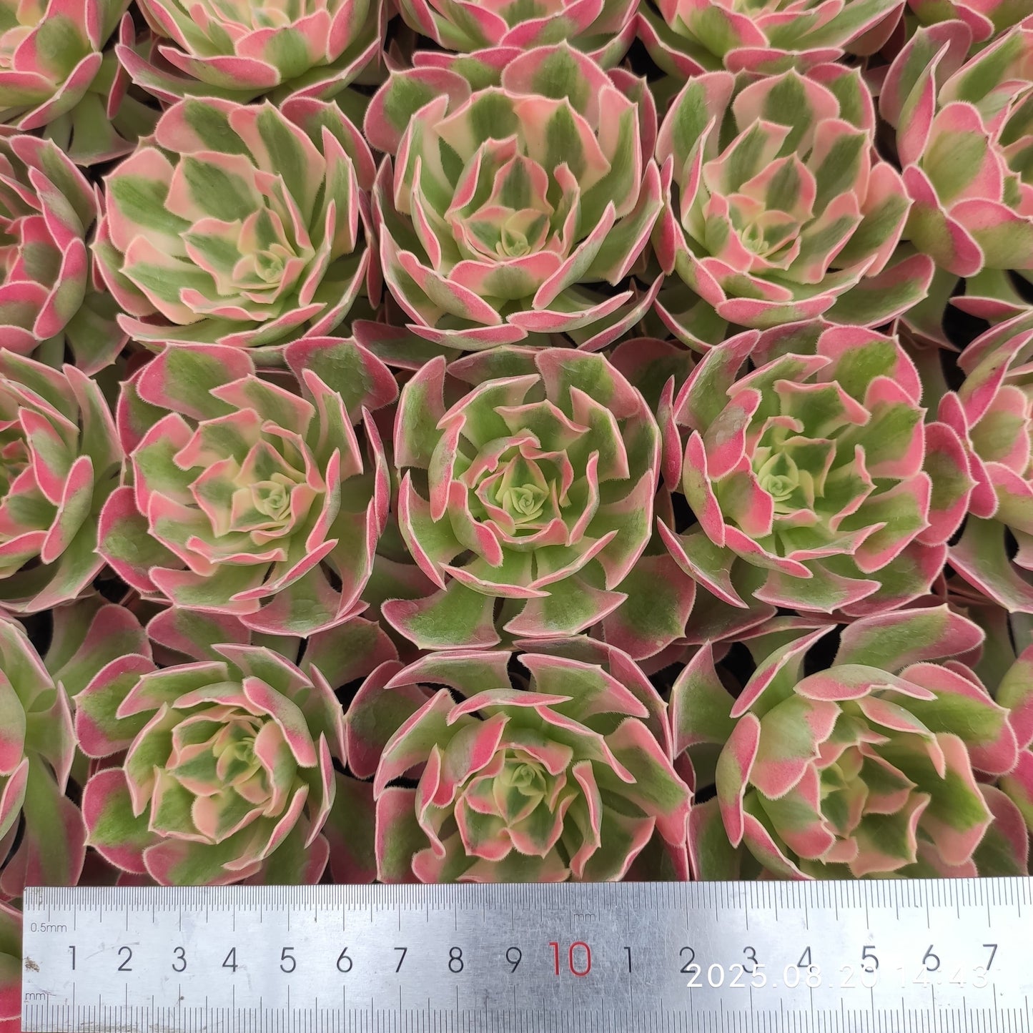 ON630 フラワリー ライフ(7cm pot)