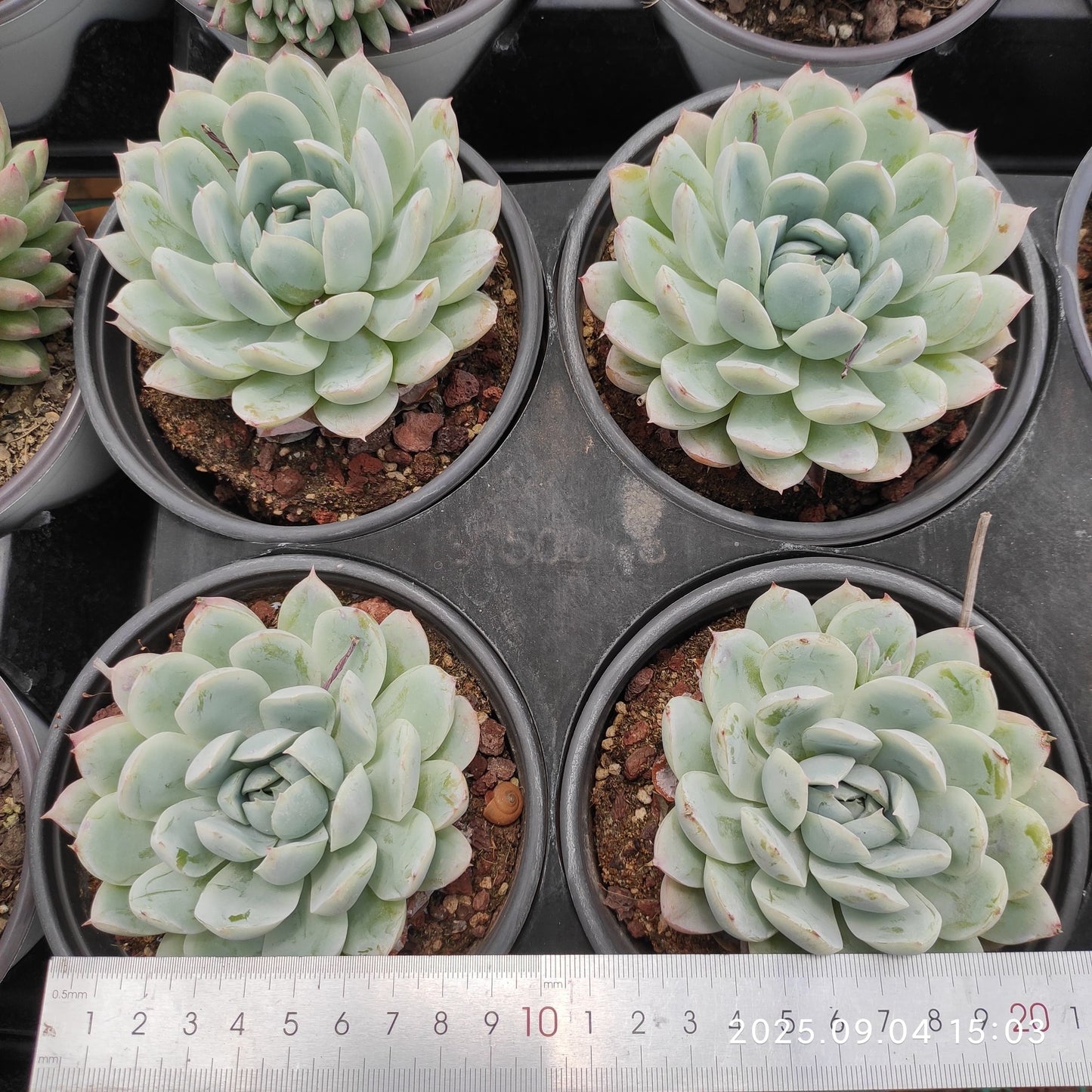 MMY1261 ゴーストバースト(12cm pot)