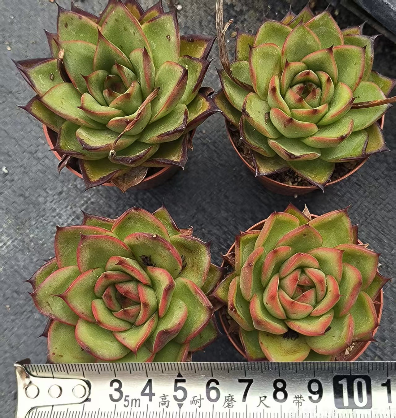 XS951 アガボイデス Hyb (6.5cm pot)