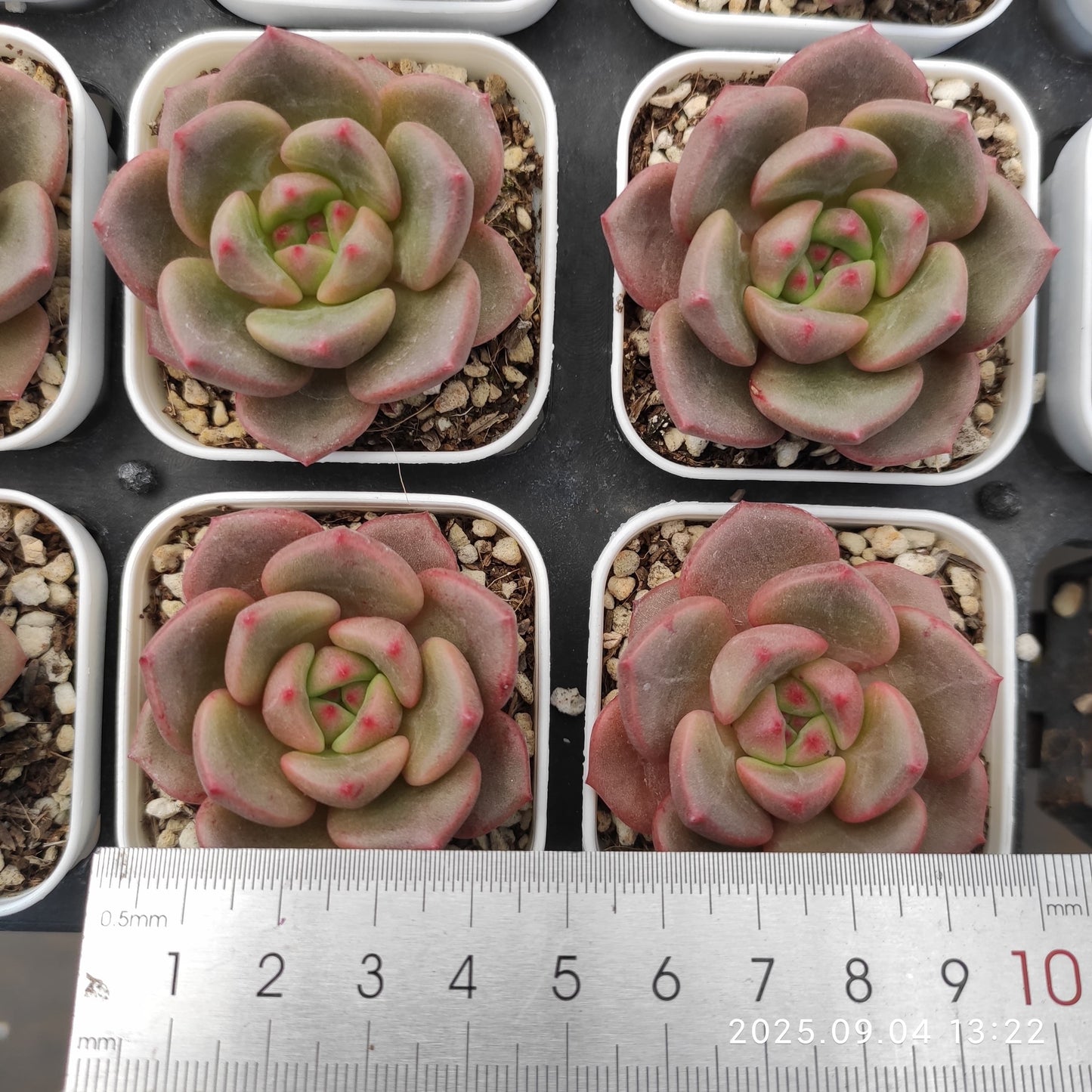 MMY555 バド (5cm pot)
