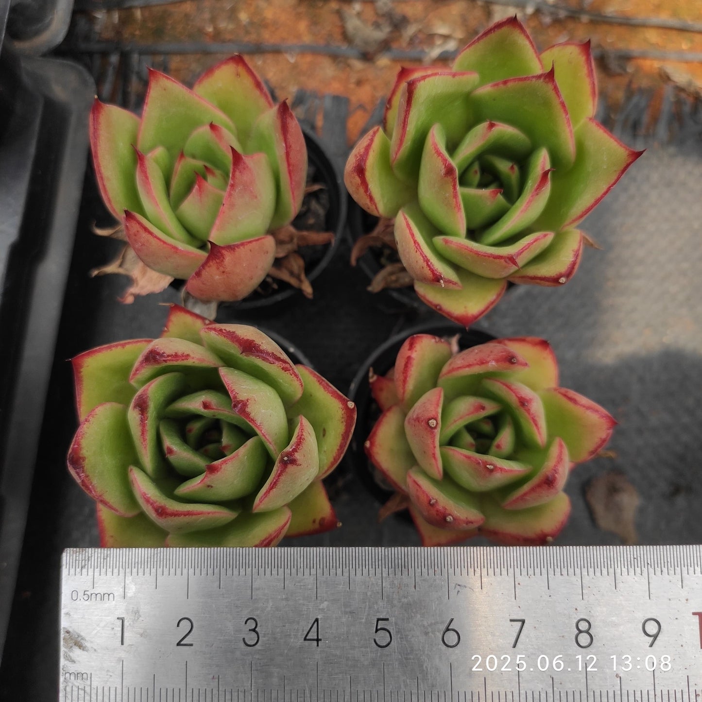 MMT498 ファイヤーバード(5.5cm pot)
