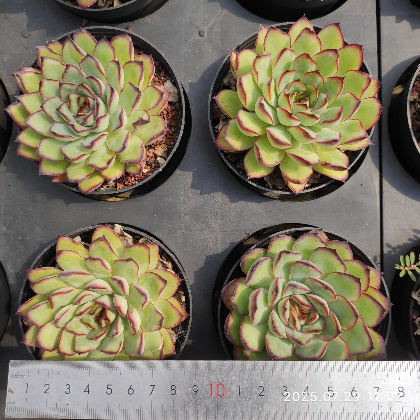ZZA316 メキシコプリドニス(9cm pot)