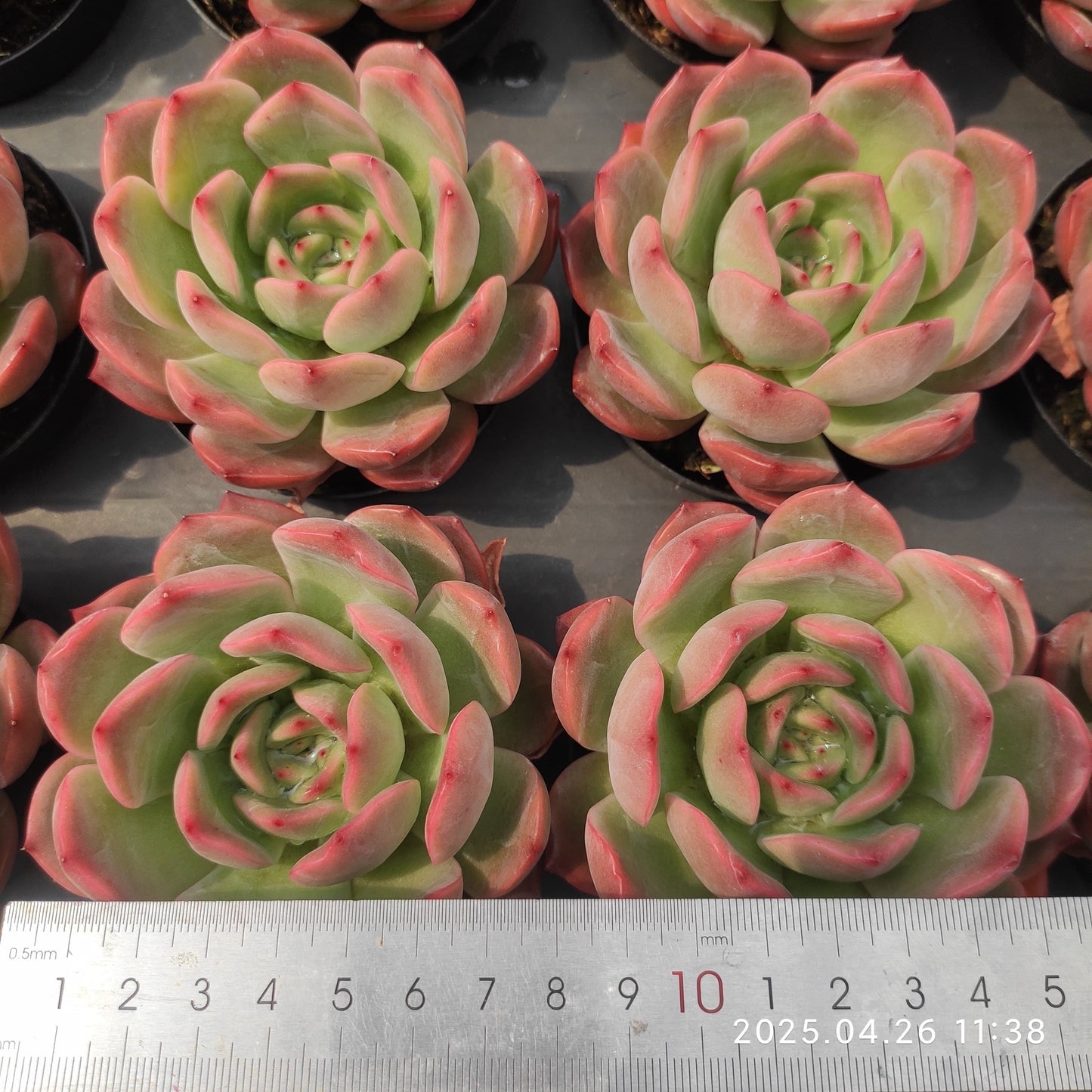 MMT021 マドンナ(9cm pot)