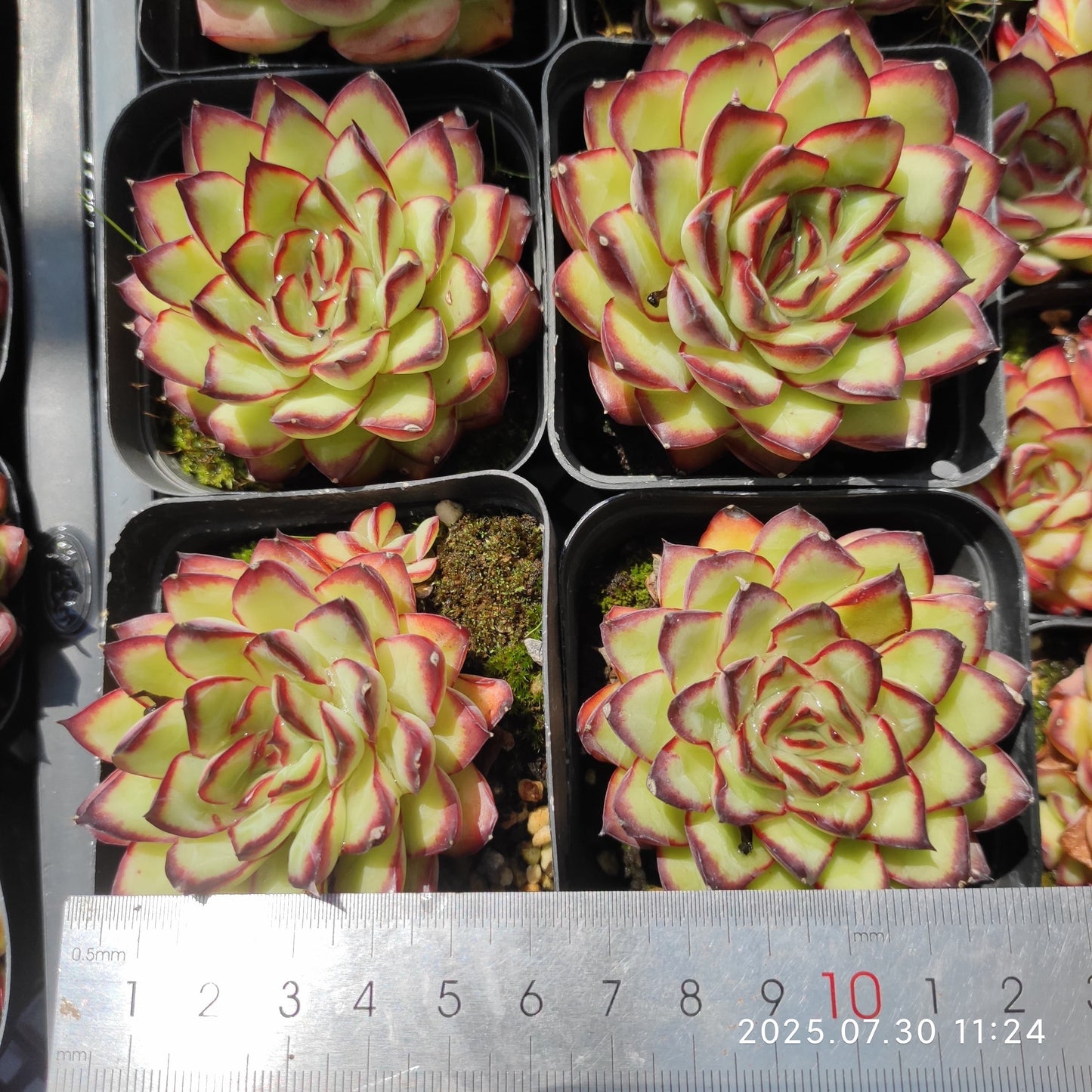QN722 メキシコプリドニス(6.5cm pot)