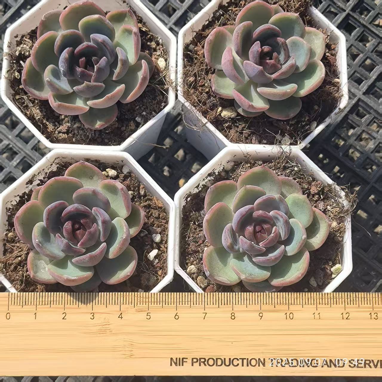 FFH353 チーズブルーベリー(6.5cm pot)