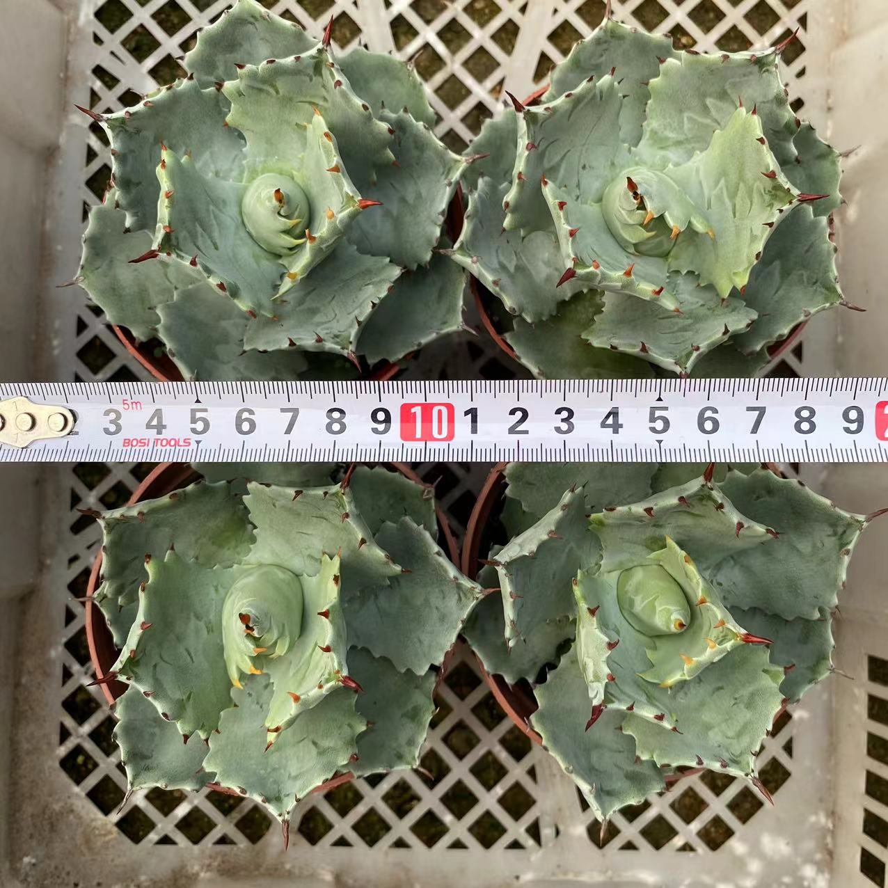 LJHH016 甲蟹(12cm pot)