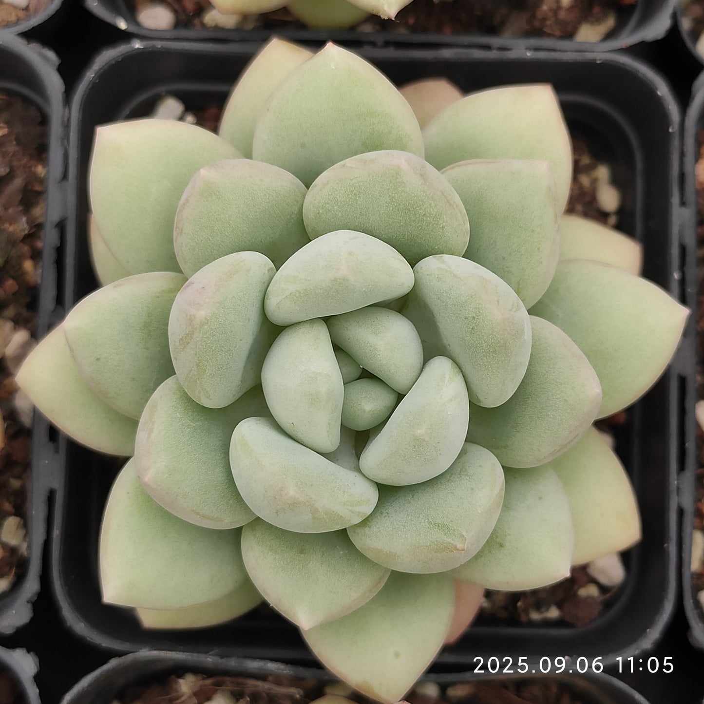 RC056 バブルガム(7cm pot)