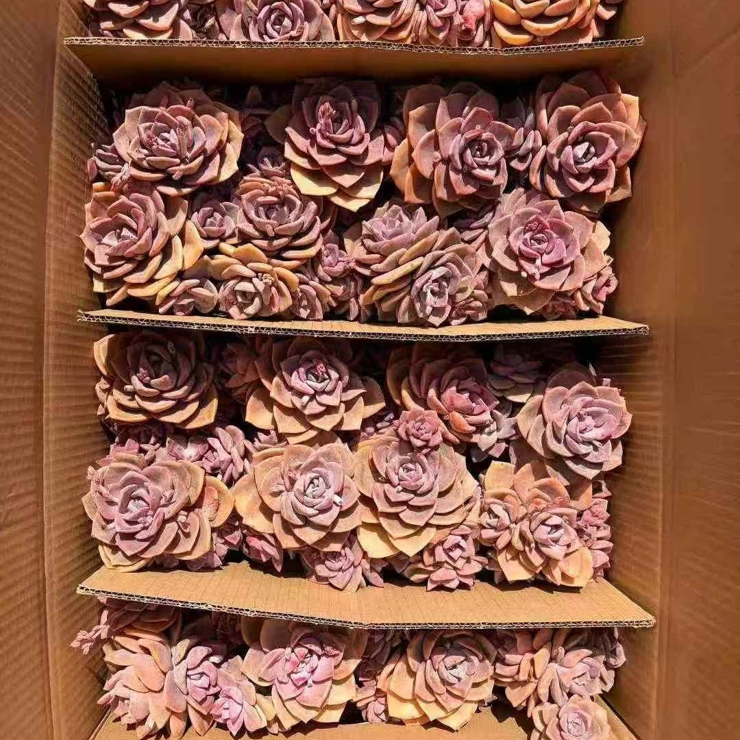 24576 ウエストレインボー錦