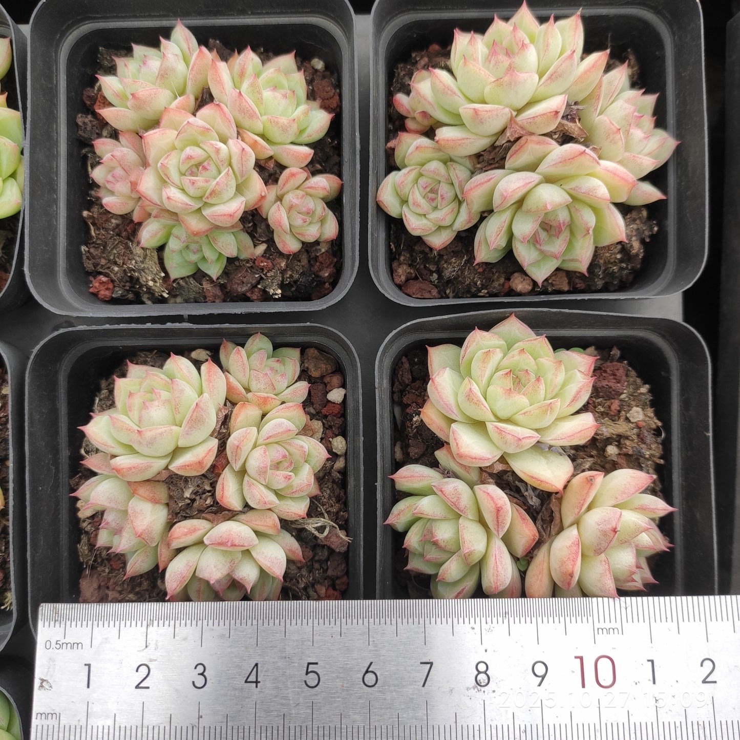 22186 ピンククイーン(7cm pot)