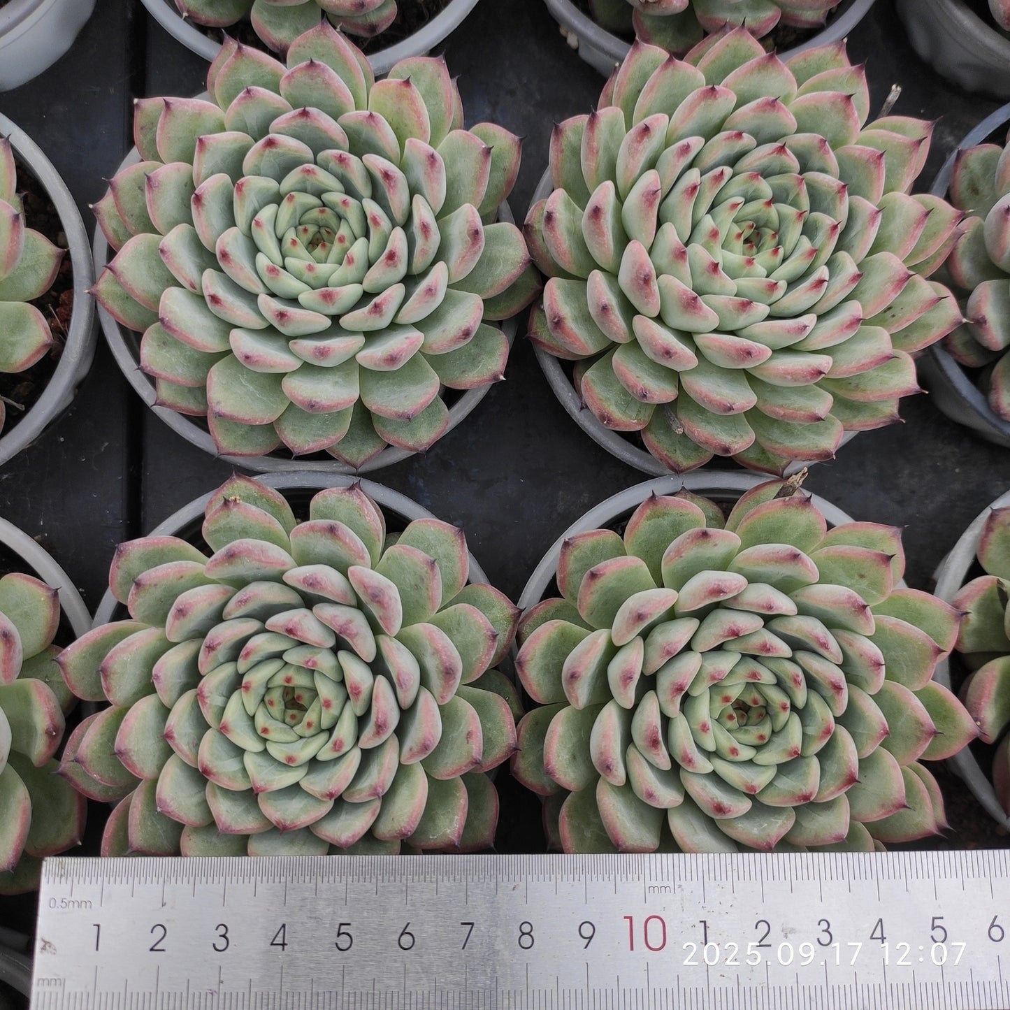 NGN687 スターライトジェニー(9cm pot)