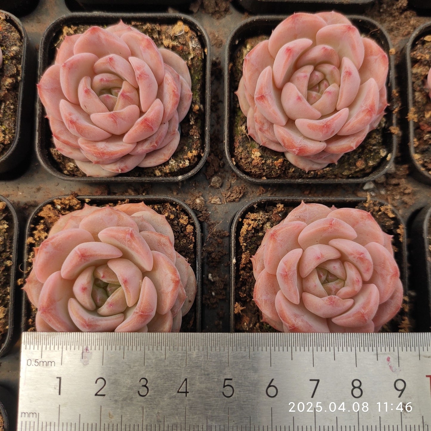 WWA356 モンロー Hyb(50cm pot)
