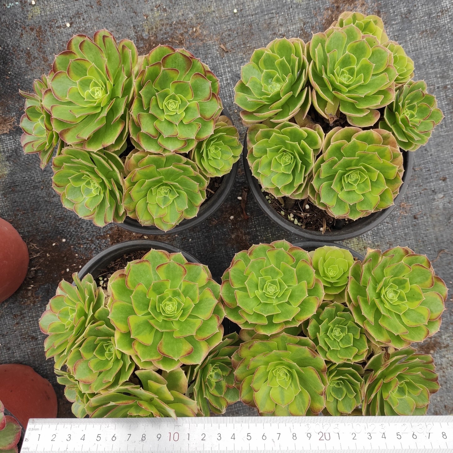 QZY003 ミルク ワイト(15cm pot)