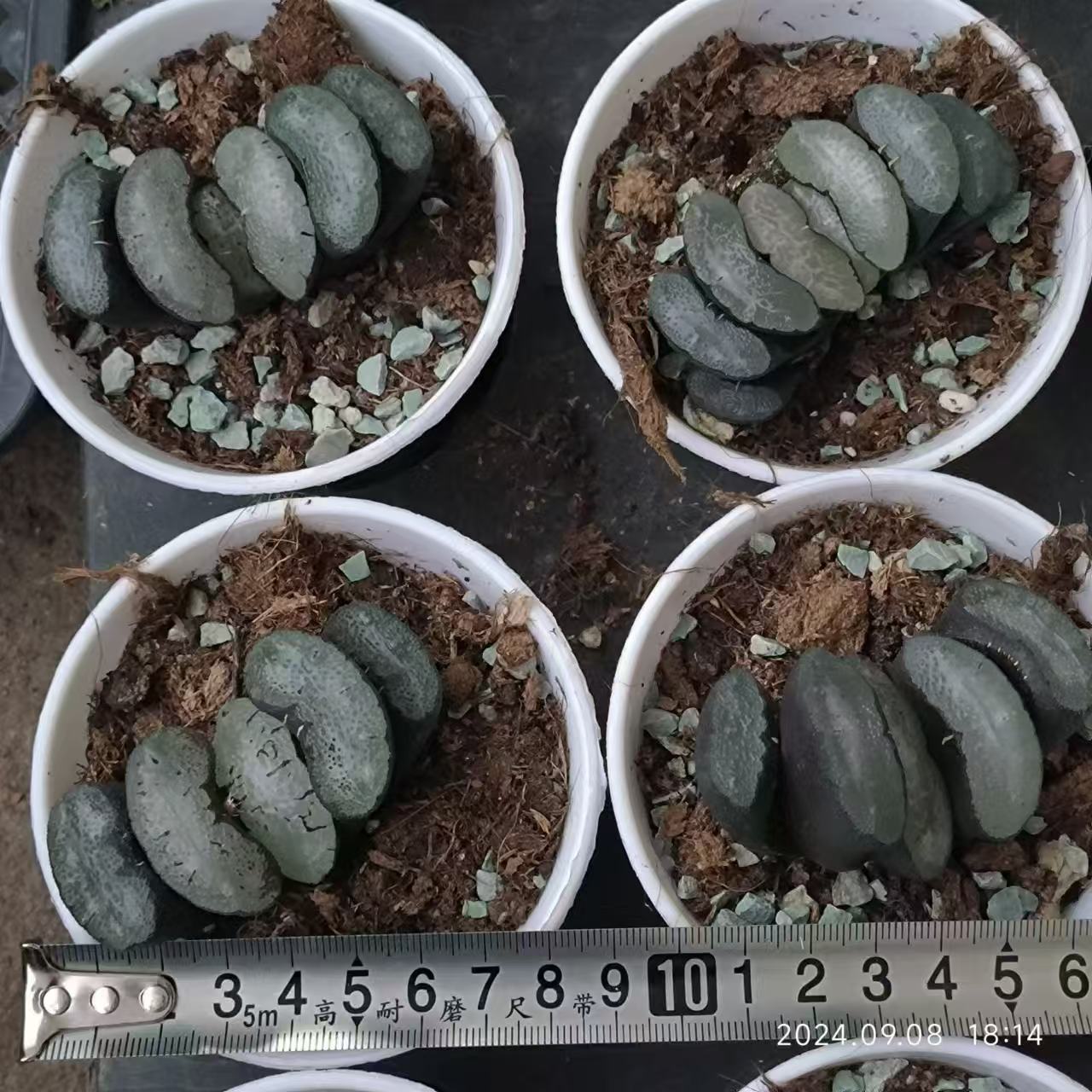 13222 ハオルチア トランカータ スノーウルフ