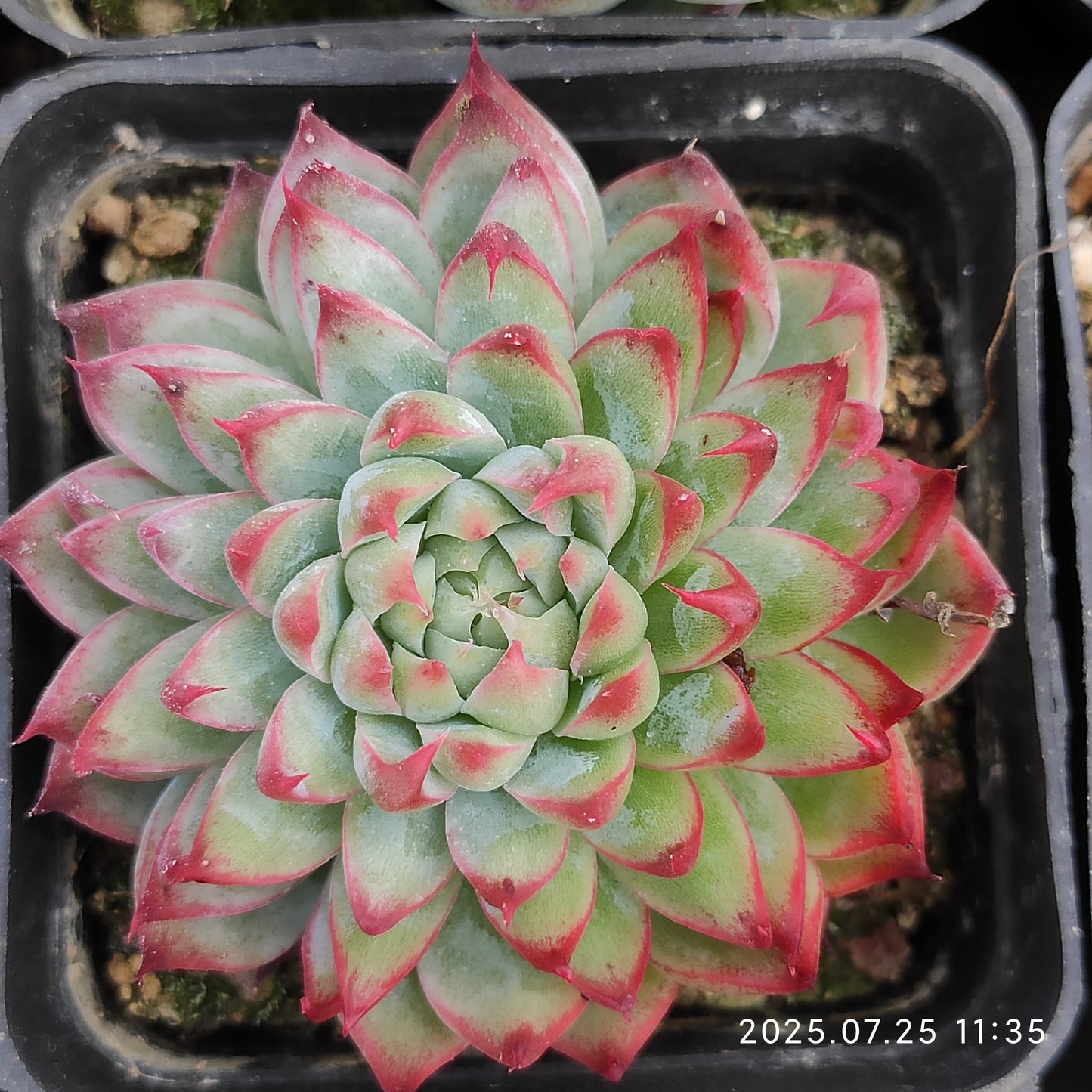 NGN646 ジーター (7cm pot)