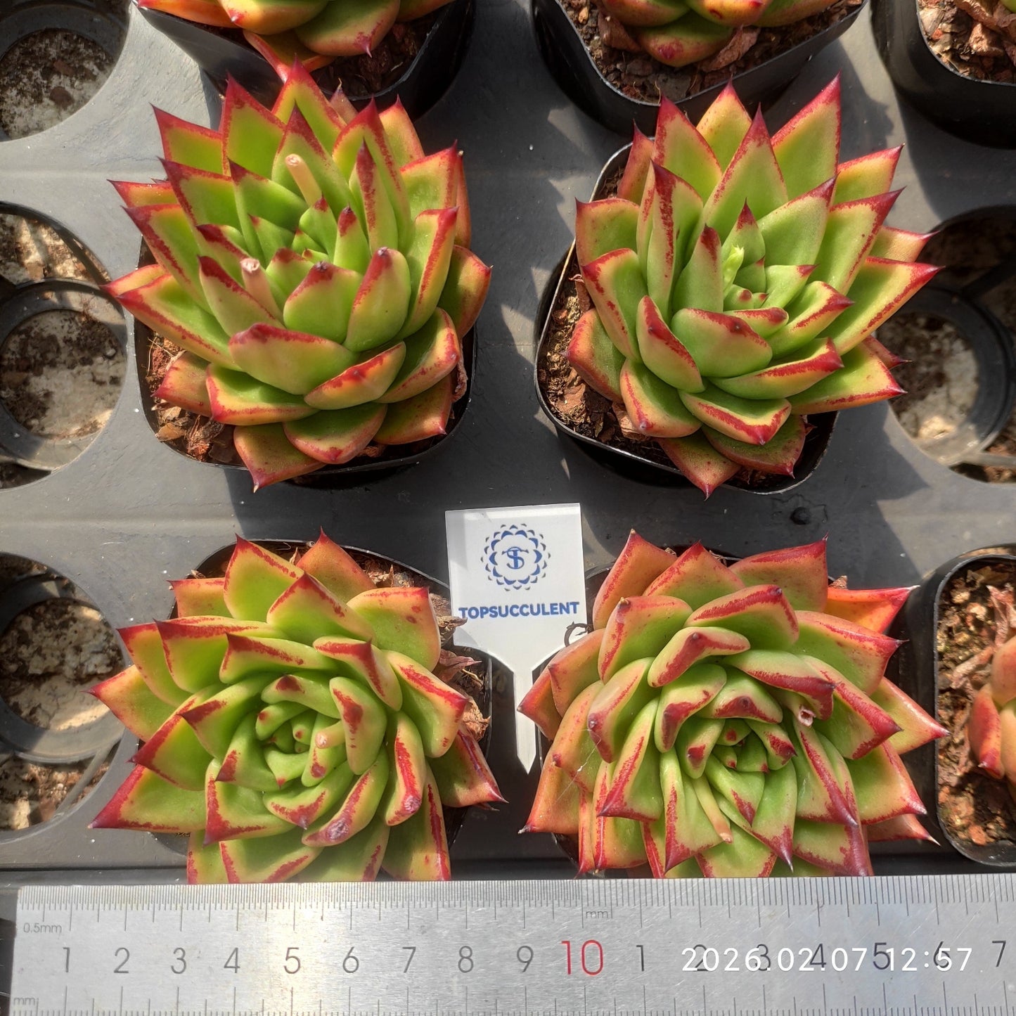 20602 リップスティック