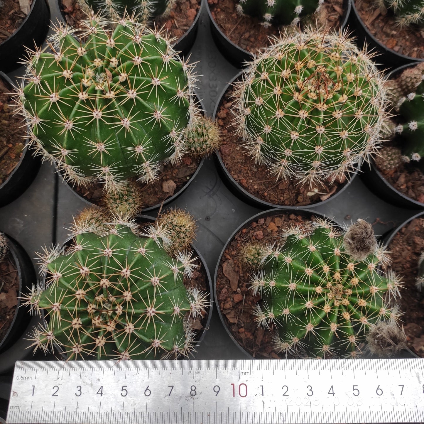 DMC071 エキノプシス シック ハイブリドズ(9cm pot)