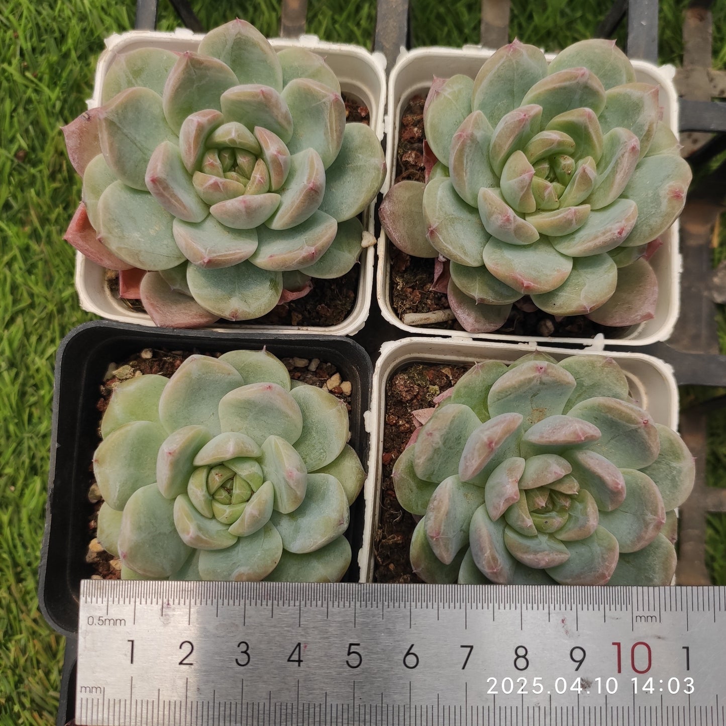 NGN253 グリーンダイアモンド(7cm pot)