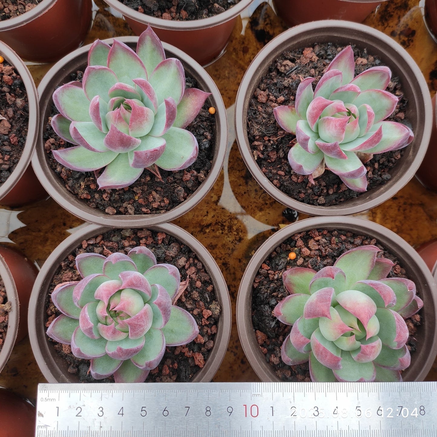 THH008 カシオ(12cm pot)