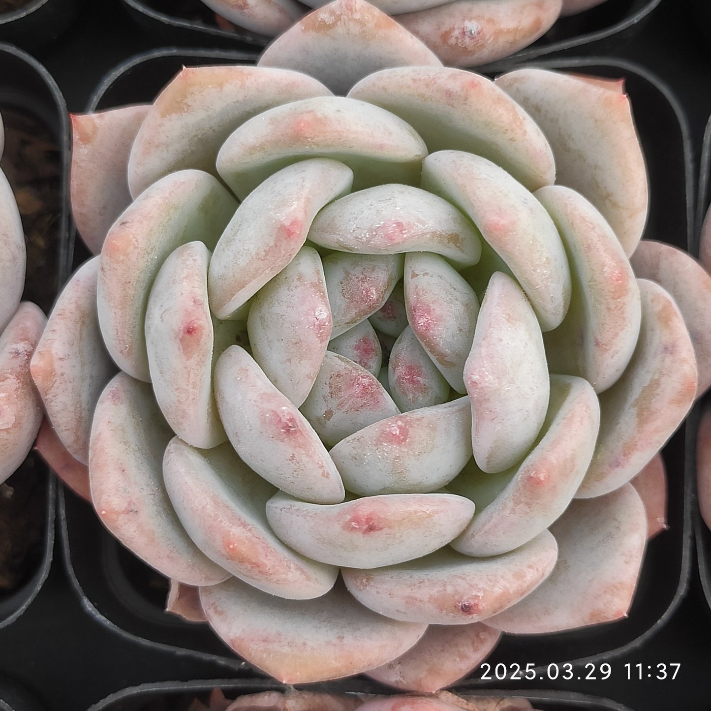 MMT609 オレンジモンロー (7cm pot)