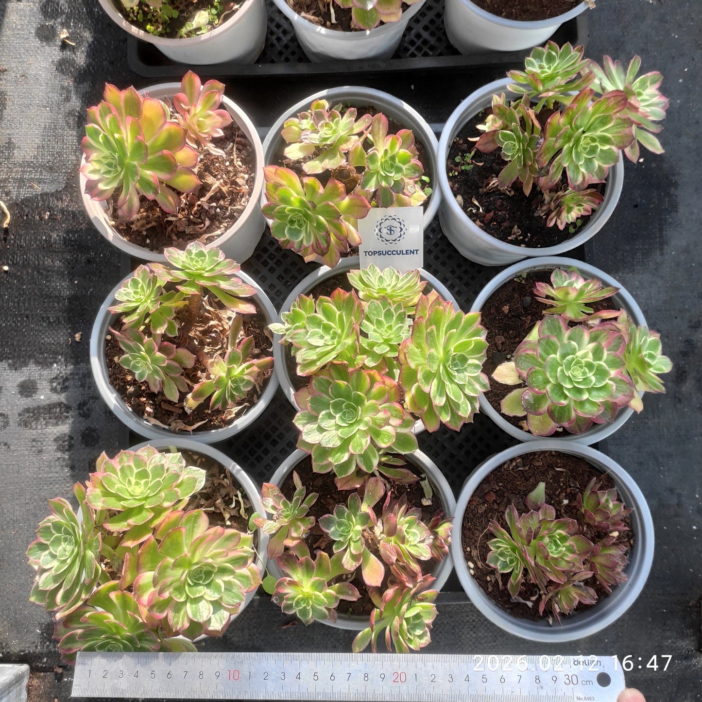 25829 カロフル ランターンズ