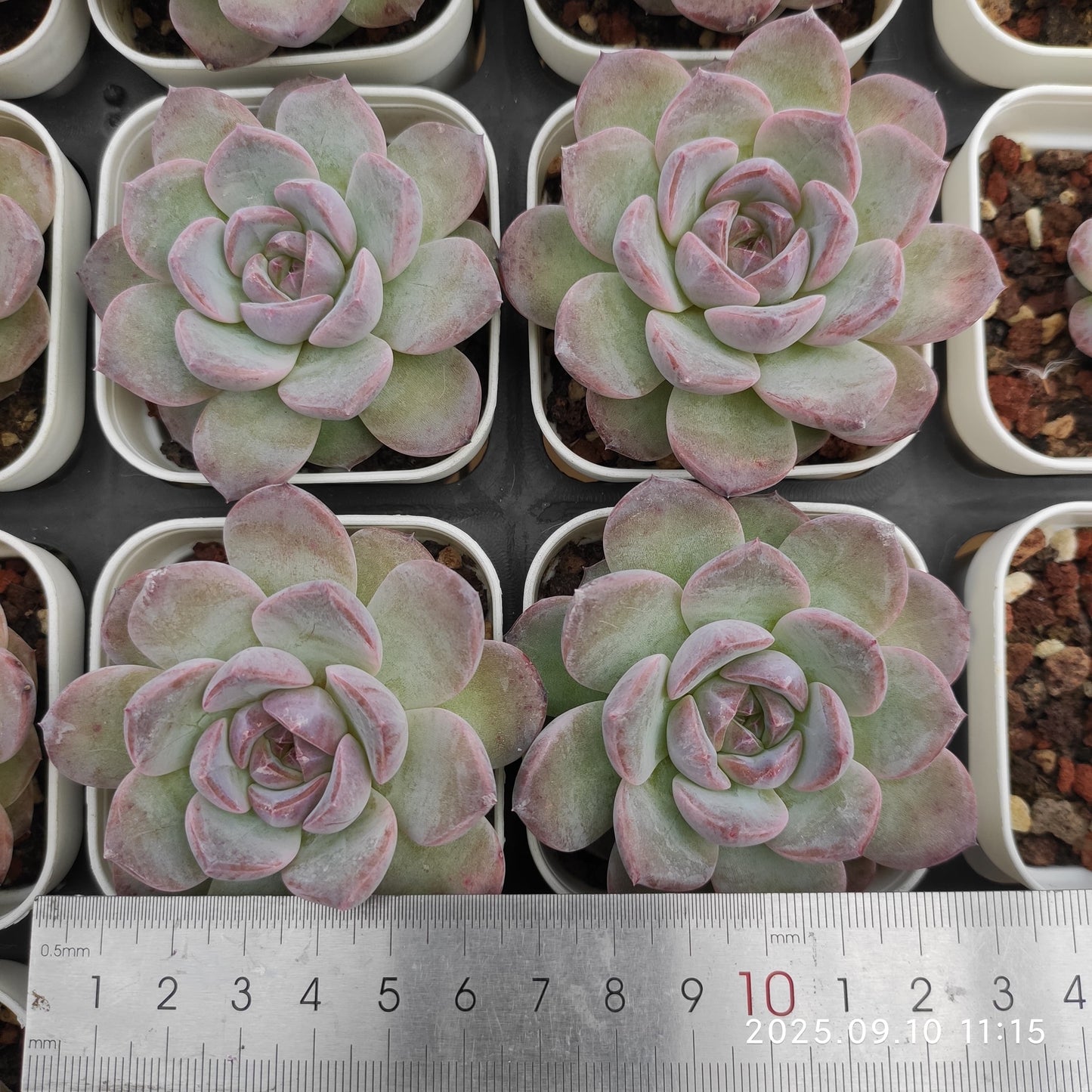 HG070 アメイジング グレース x モンロー(7cm pot)