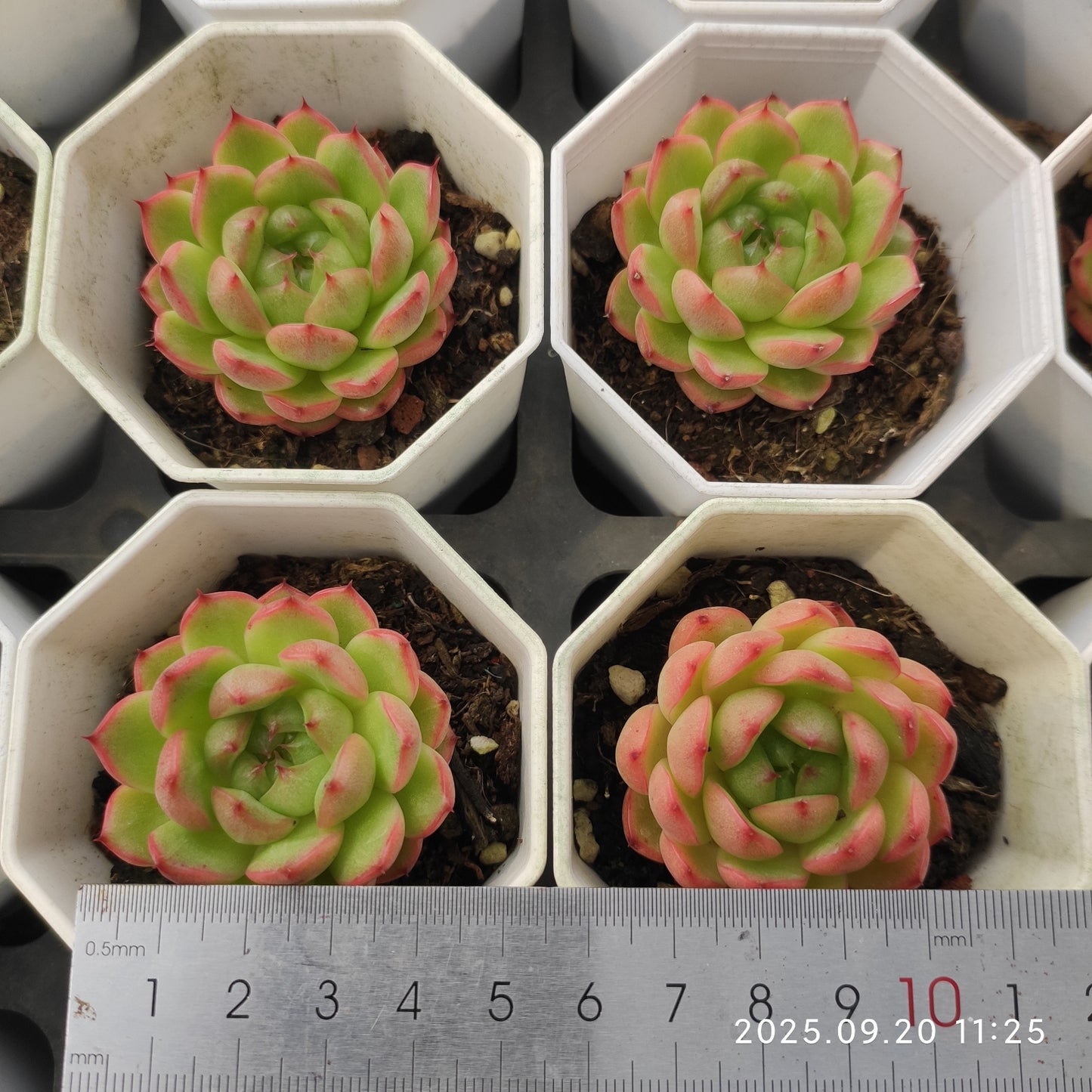 DQ140 クレバージェニー(6cm pot)