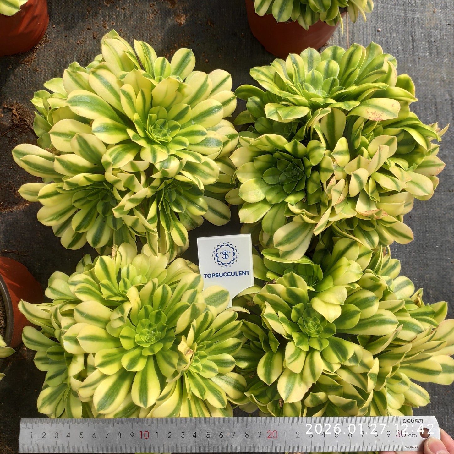 23290 アエオニウム ゴールドジェイド