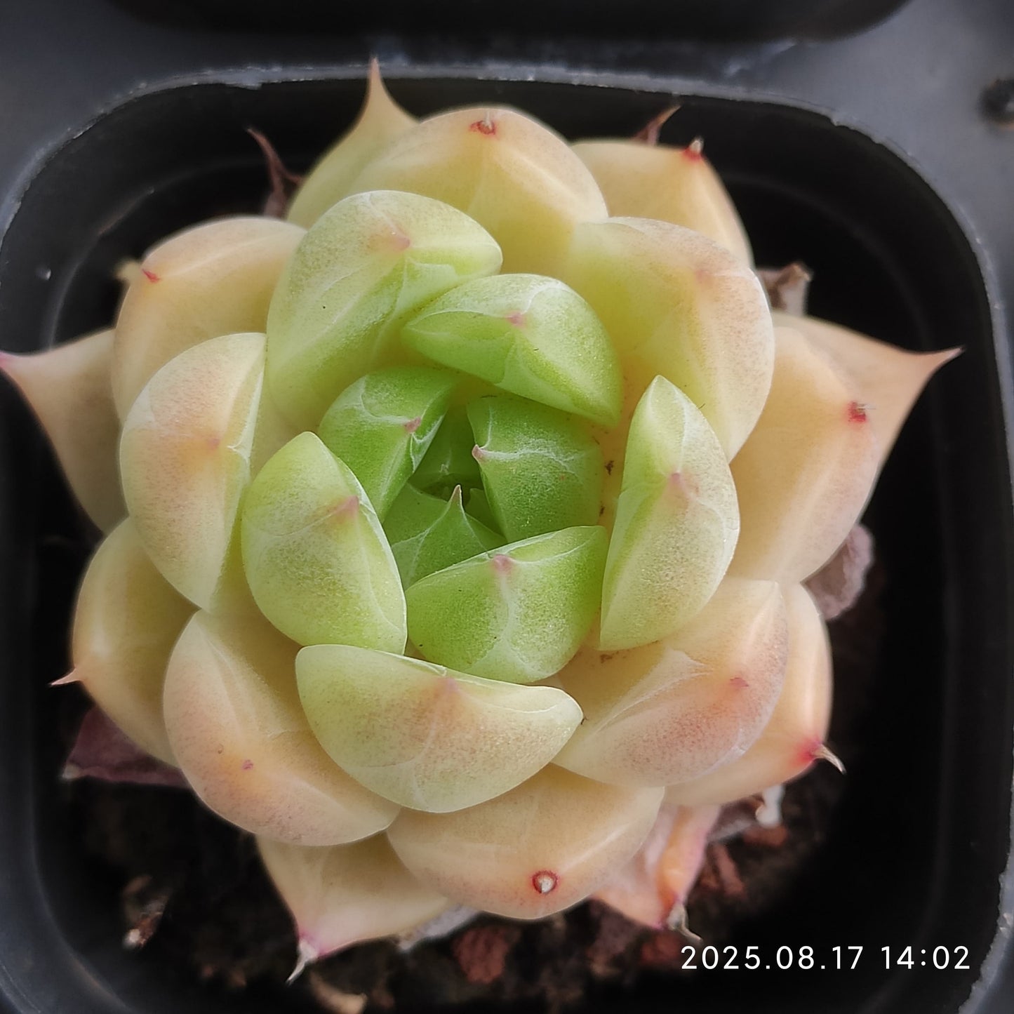 LMM300 マルガン(6.5cm pot)