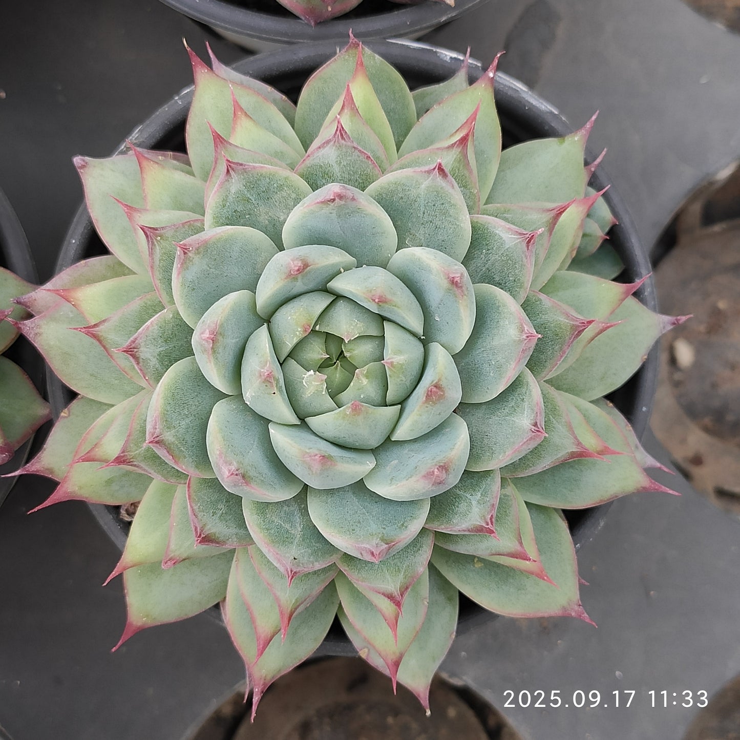 NGN299 キャドベリー (9cm pot)