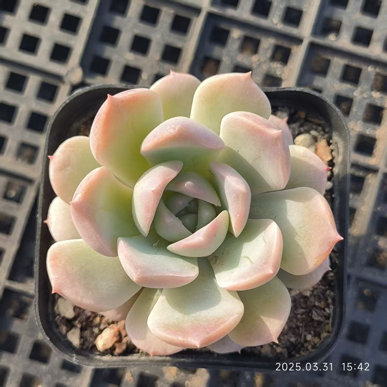 HH150 アメイジンググレイス (6.5cm pot)