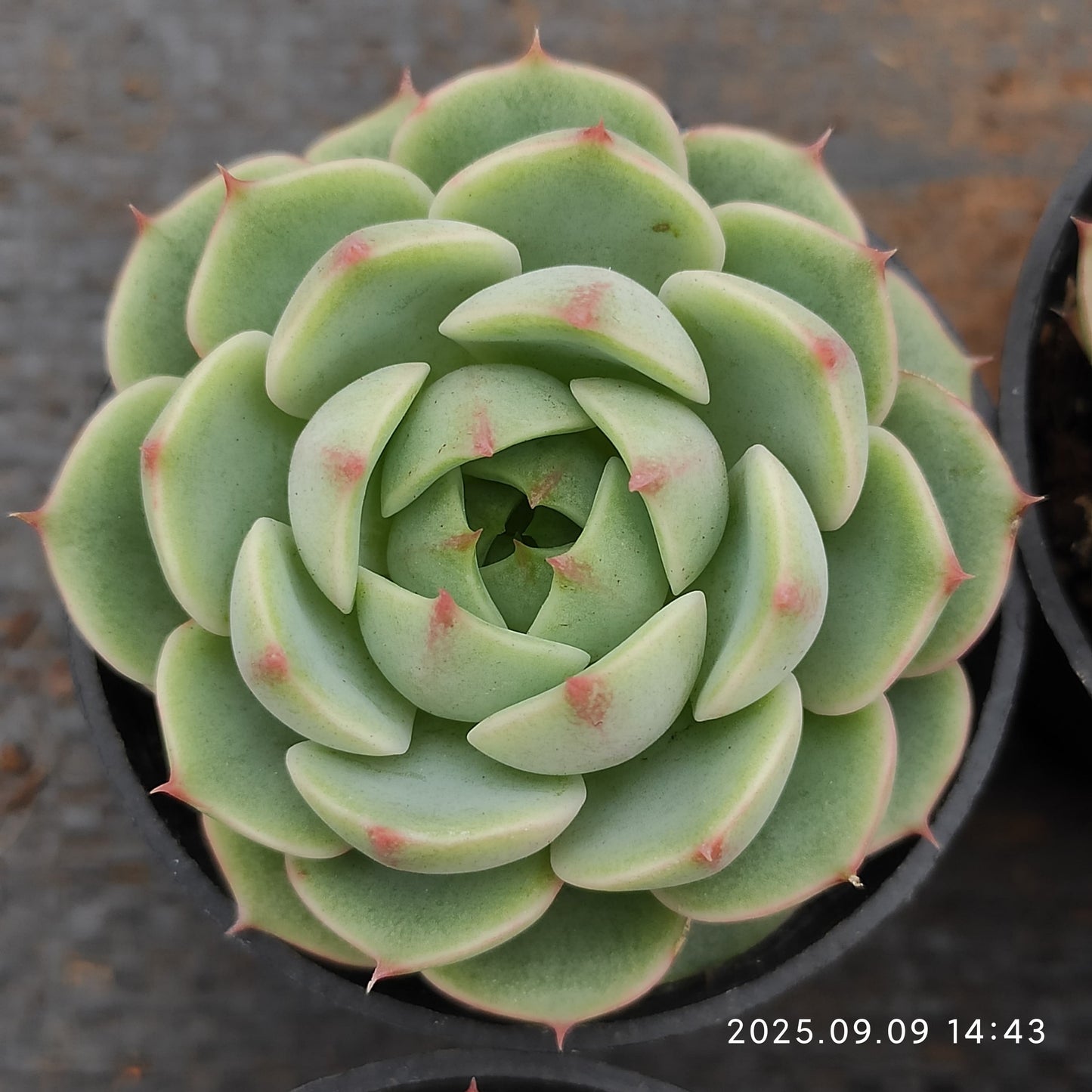MMT618 ベンバディス(5.5cm pot)