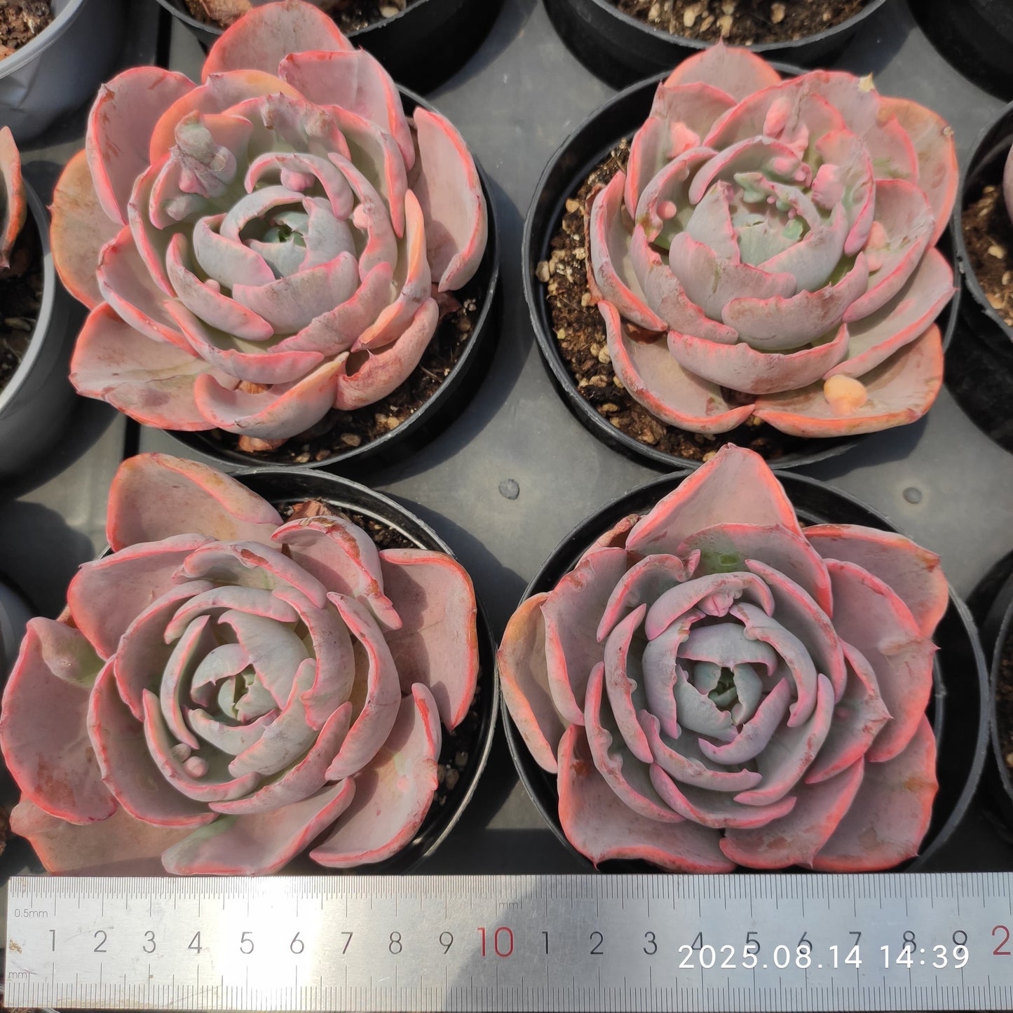 HM146 レインドロップス錦(11cm pot)