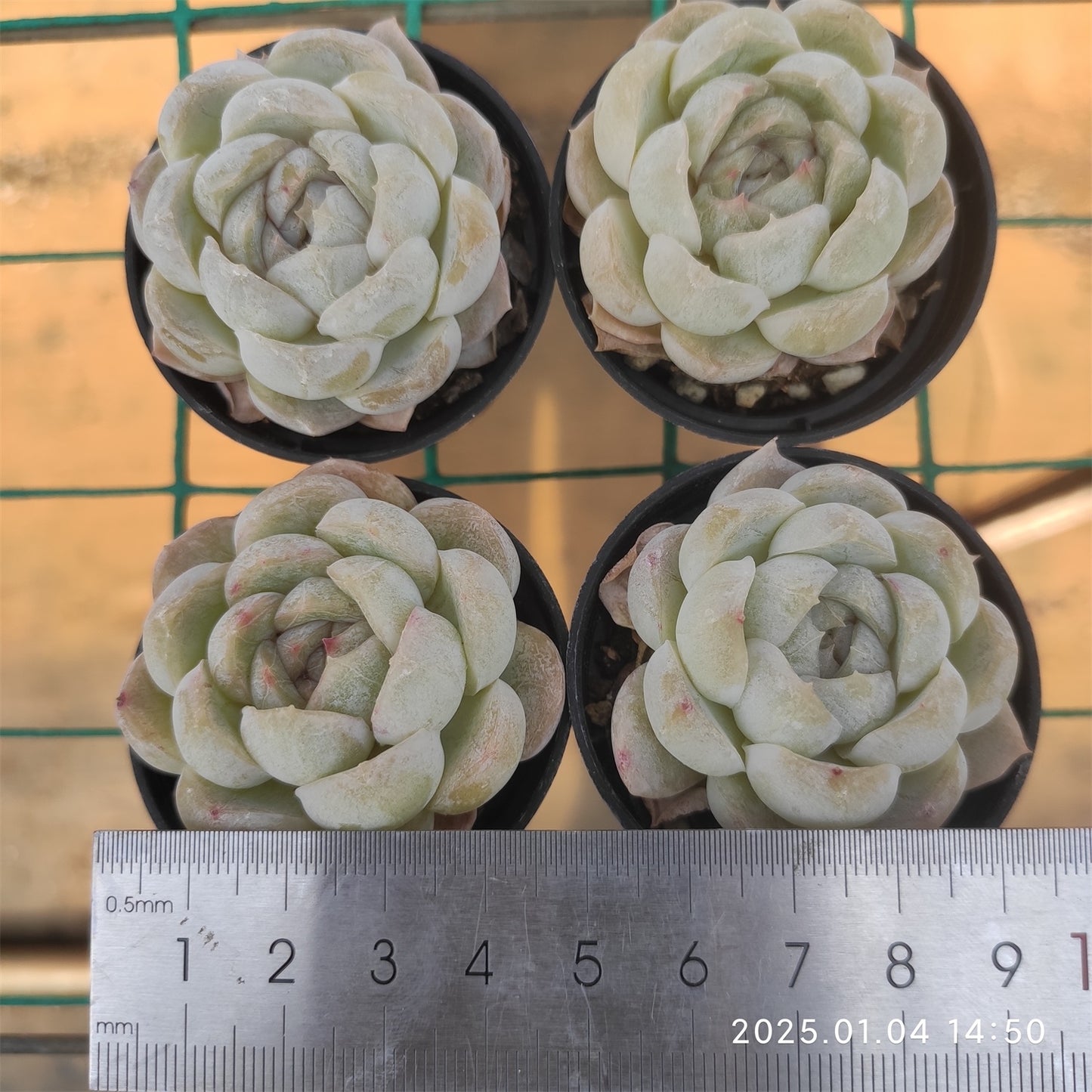 MMY621 マキアート (5.5cm pot)