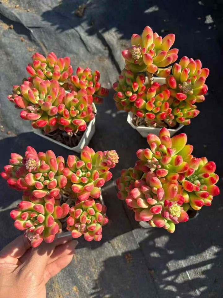 T26476 アリス エブンズ