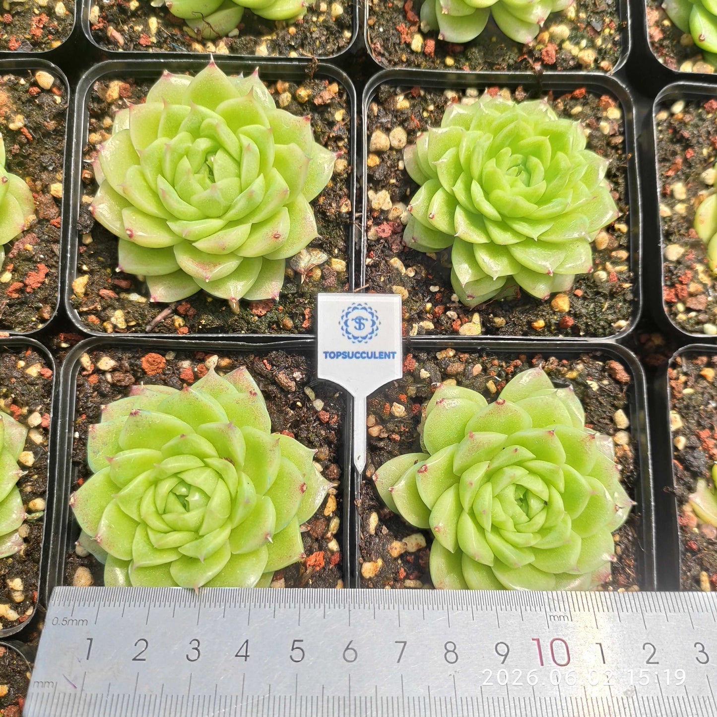 362745 フレッシュ クラウン