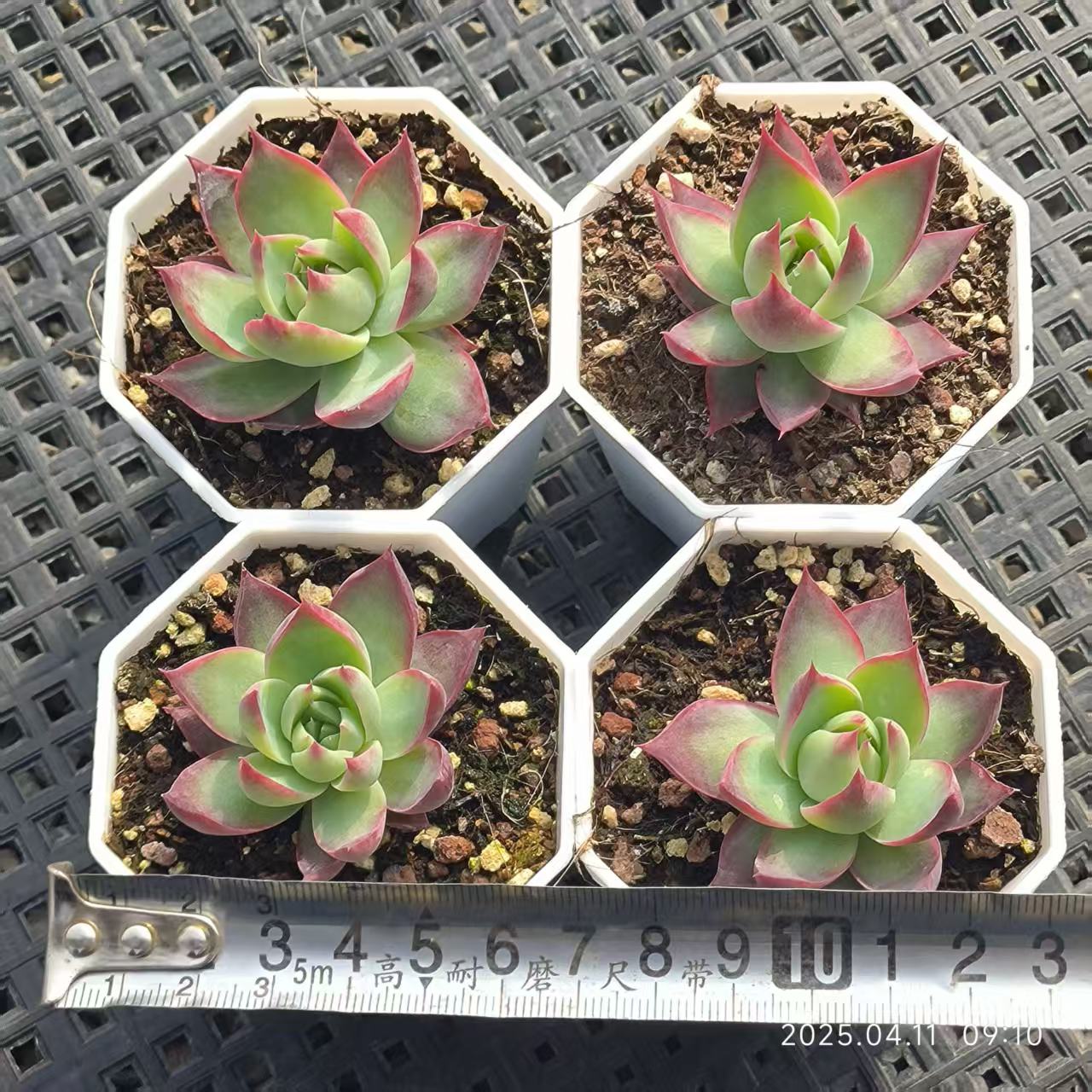 RDD226 カシオ(6.5cm pot)