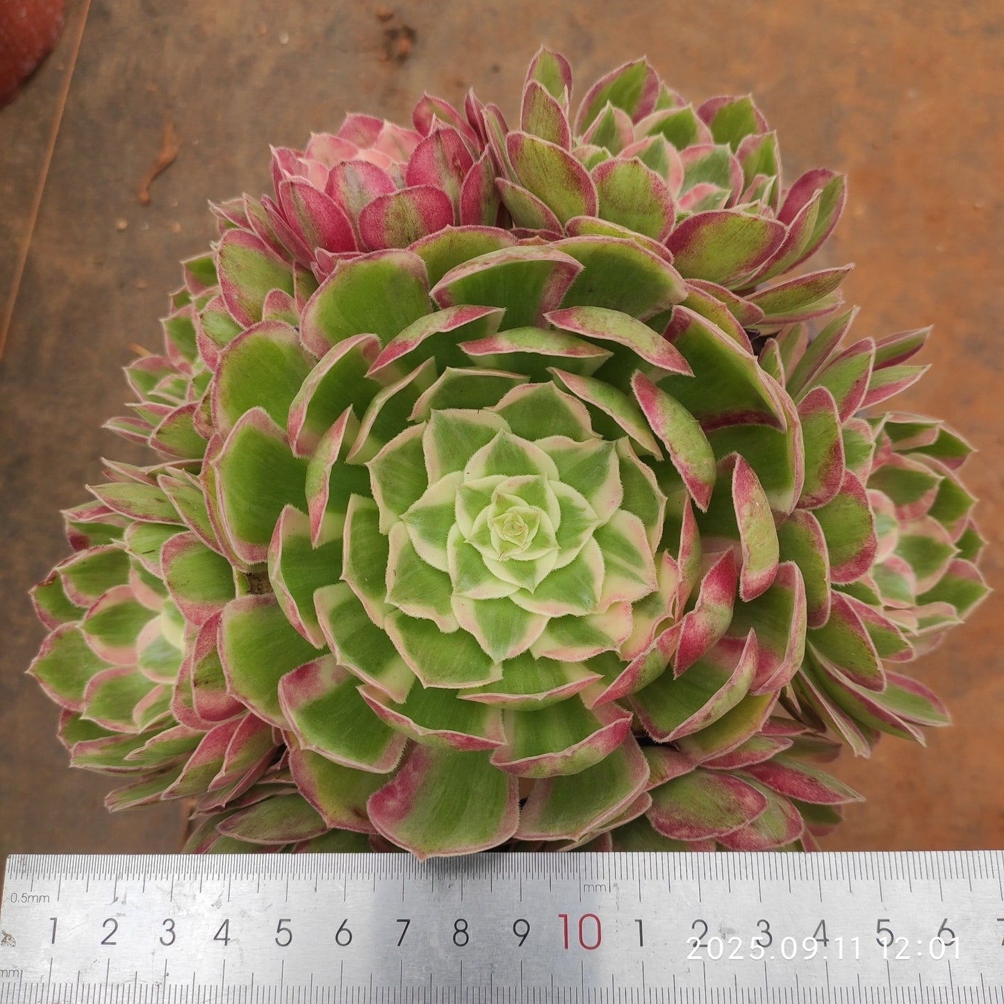 THH065 ピーコック フェザーズ(18cm pot)