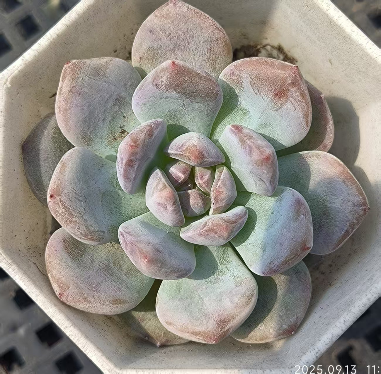 GR364 オレンジモンロー(6.5cm pot)