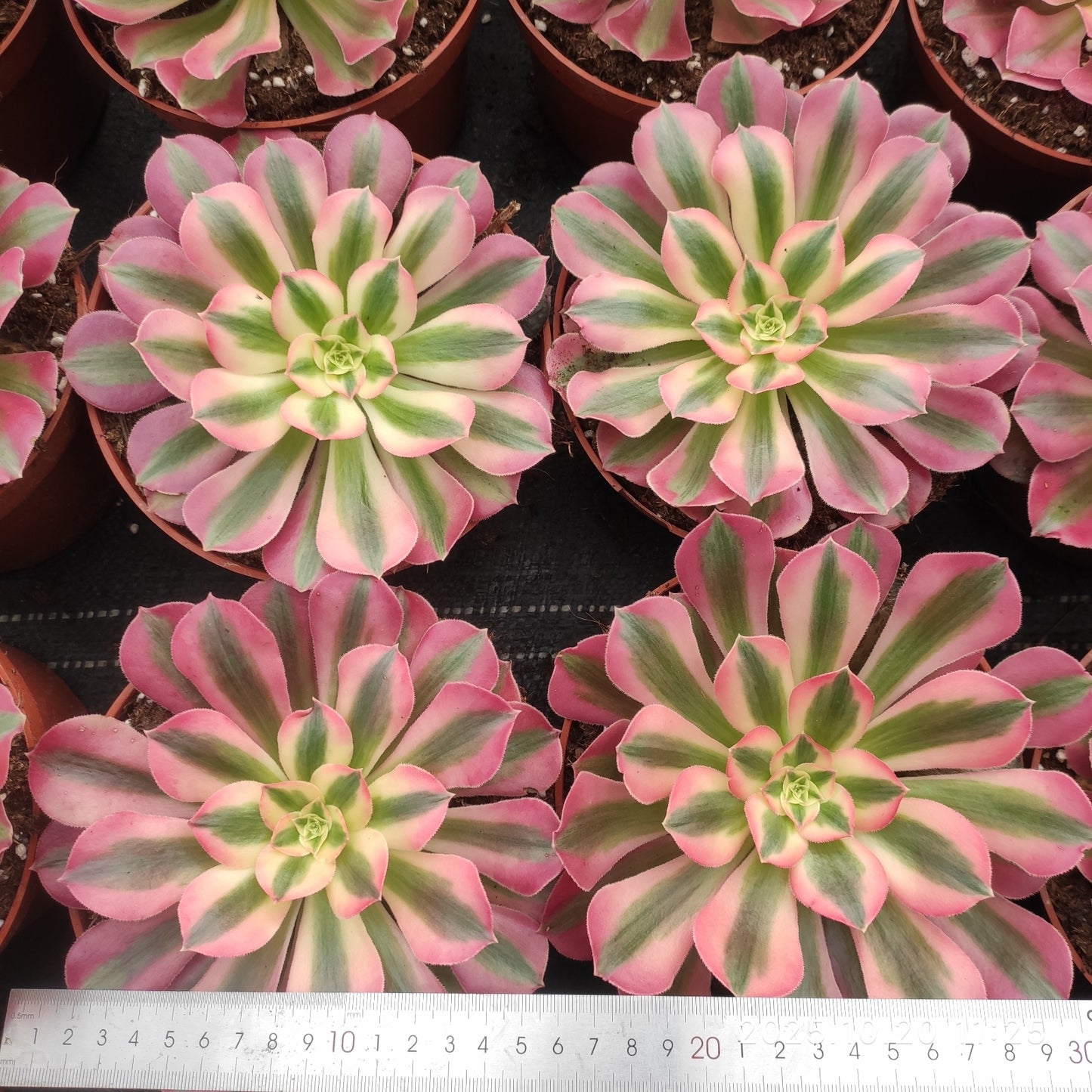 ZXX410 アエオニウム スカイチーム(12cm pot)