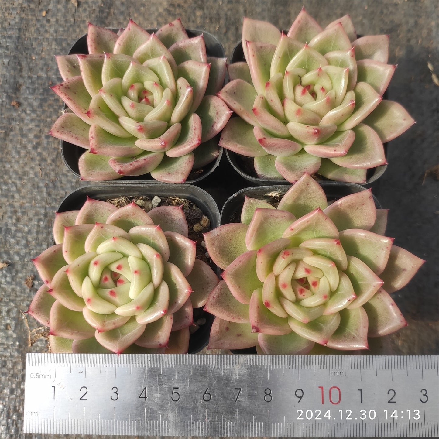 XQ498 ナターリャ (7cm pot)