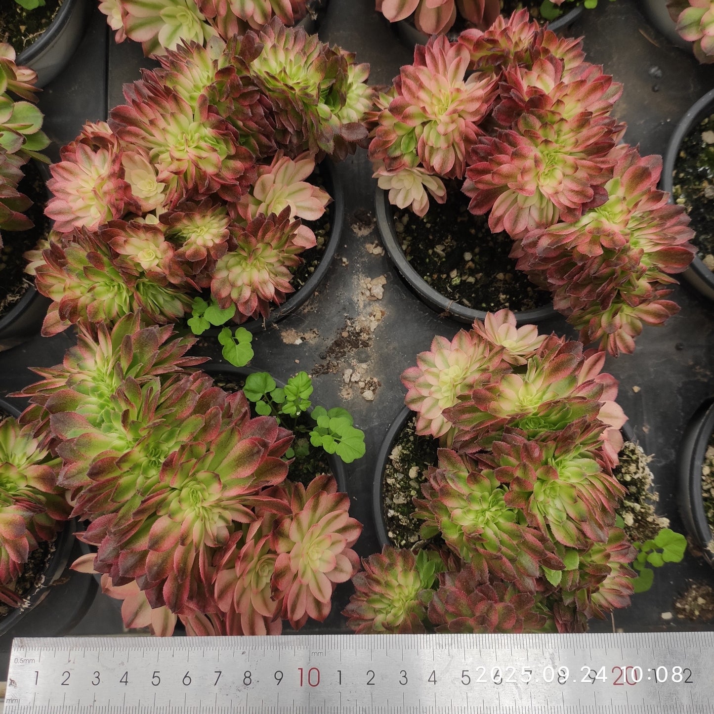 ON653 シー フェアリー綴化(12cm pot)