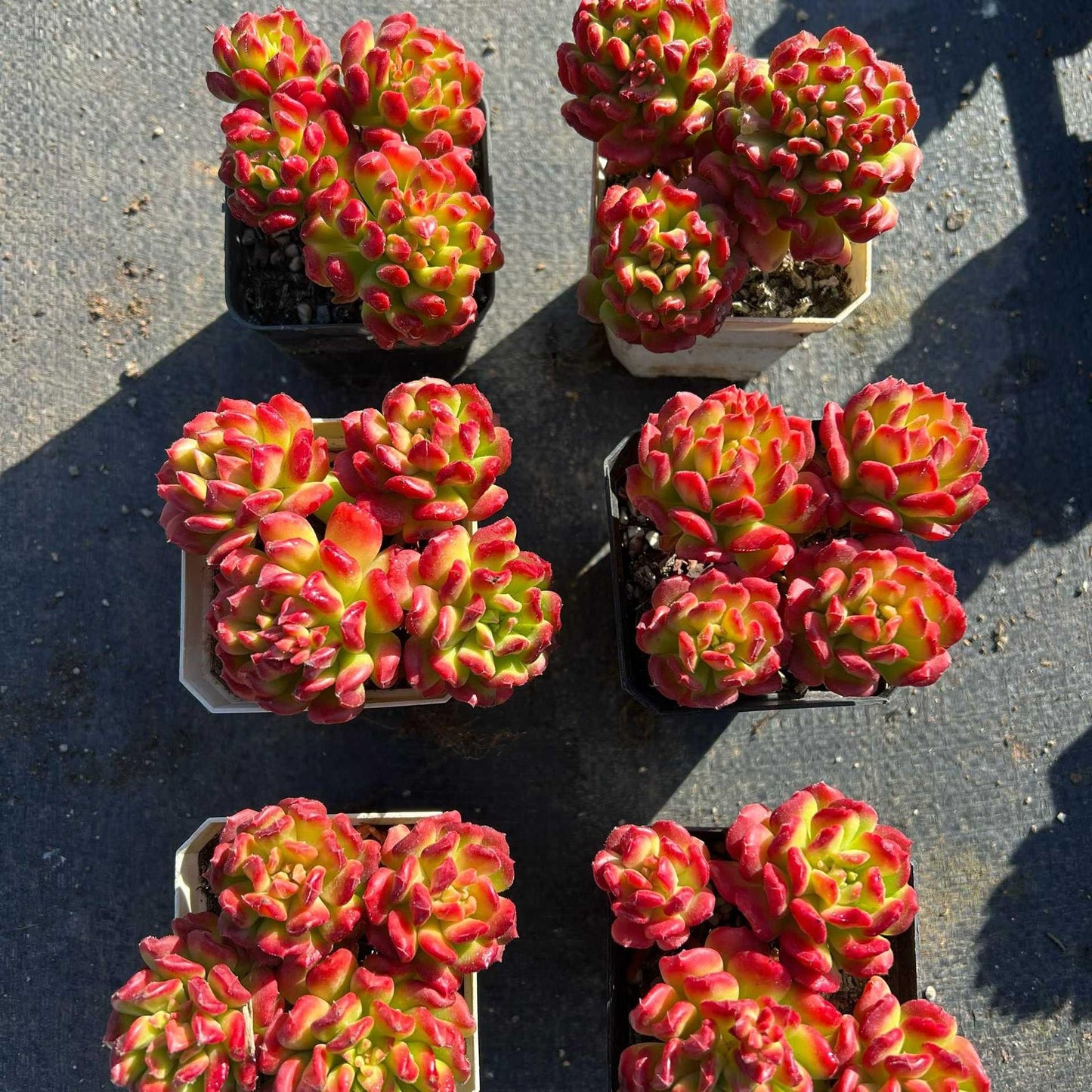 25038 スモールランタン