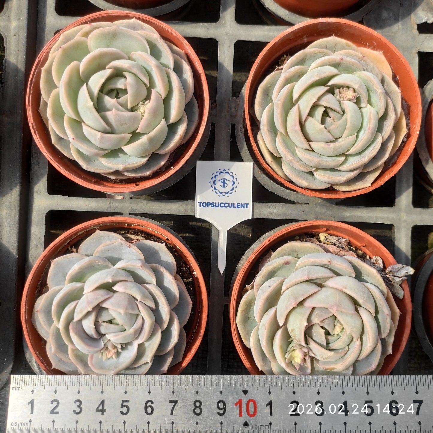 0621 ブルーサプライズ