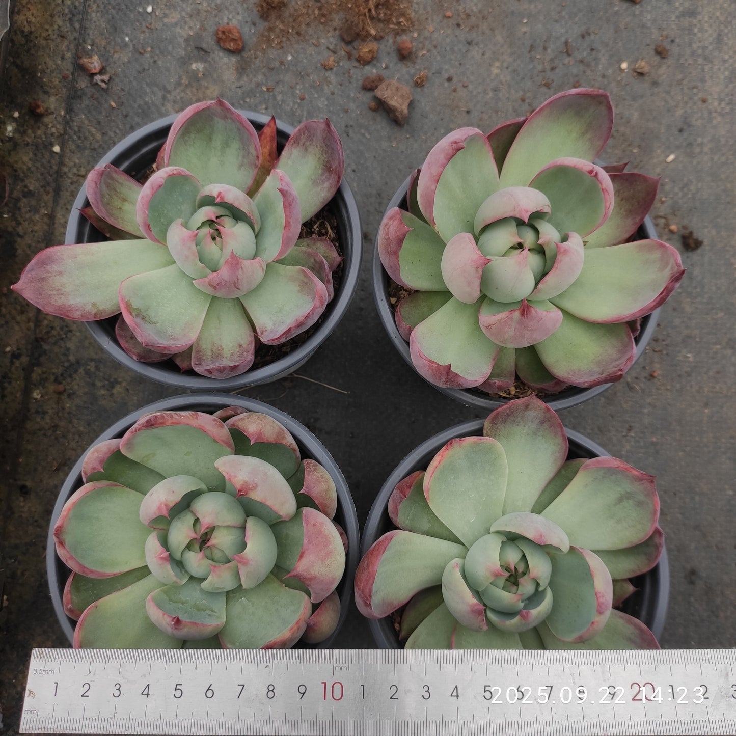 LB037 カシオ(12cm pot)