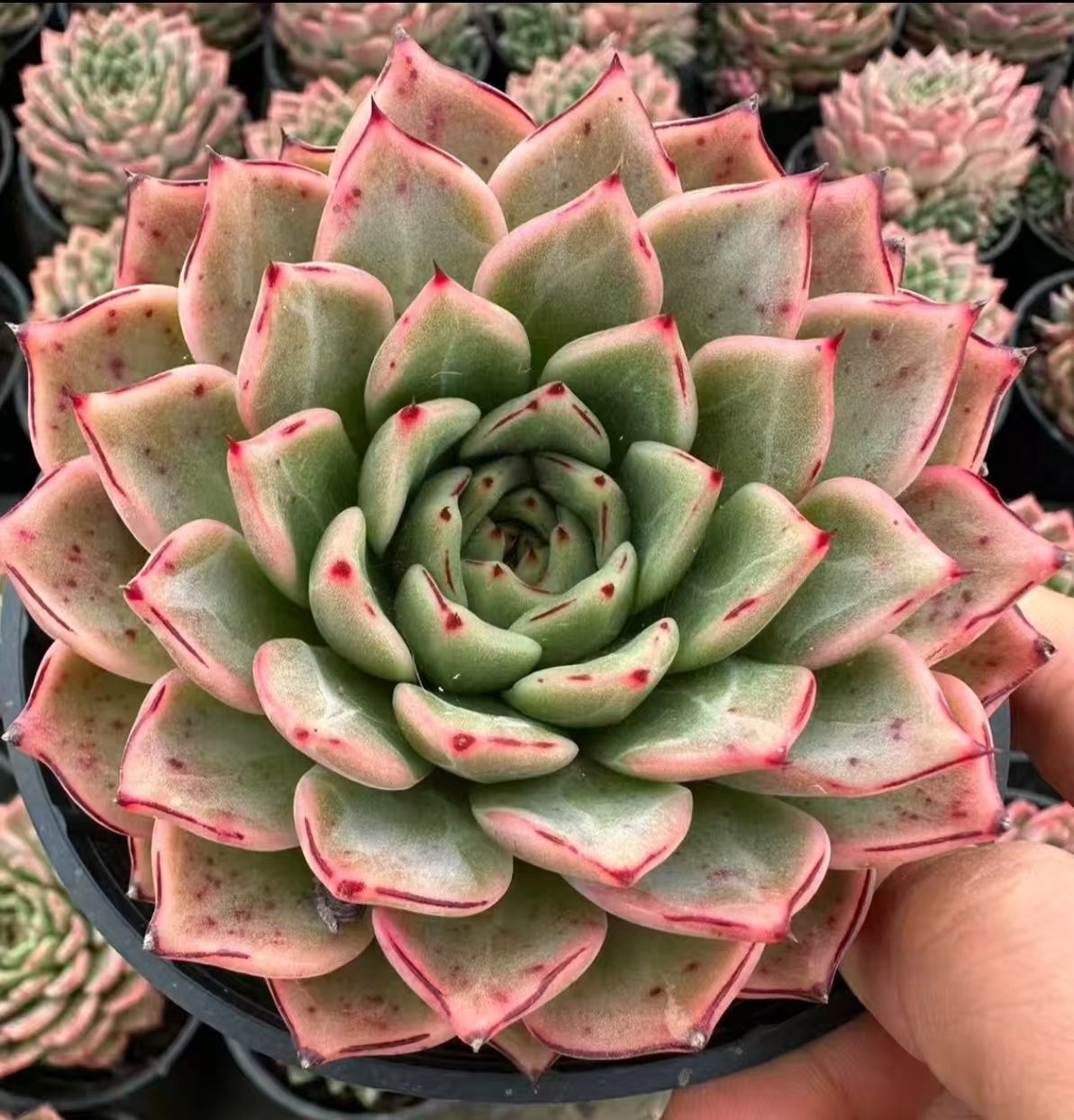 QNY158 ブレークポイント(9cm pot)